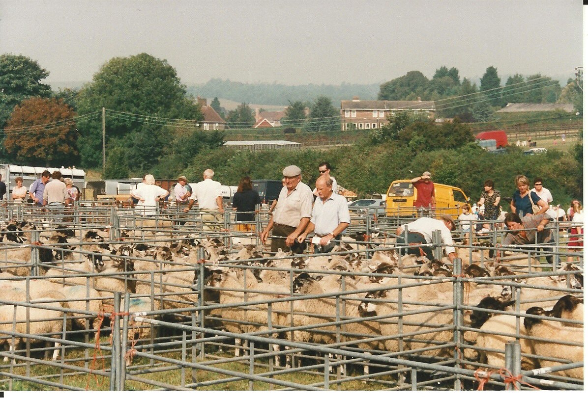 Sheep in pens on Nepcote Green at Findon Sheep Fair