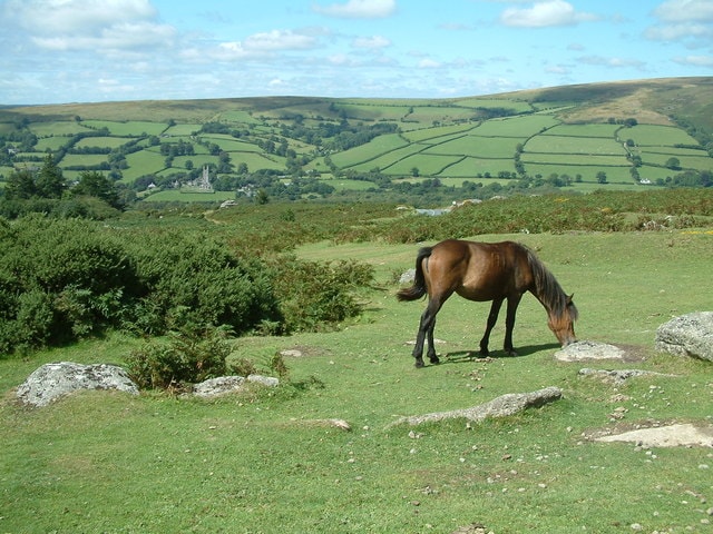 Widecombe-in-the-Moor seen from the hill above, with a pony in the foreground and the church tower beyond