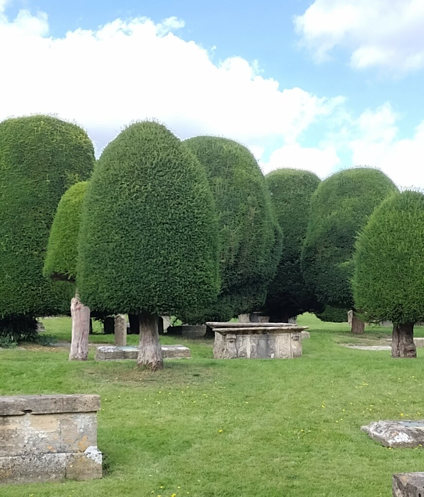 Clipped yew trees in St Mary's churchyard, Painswick