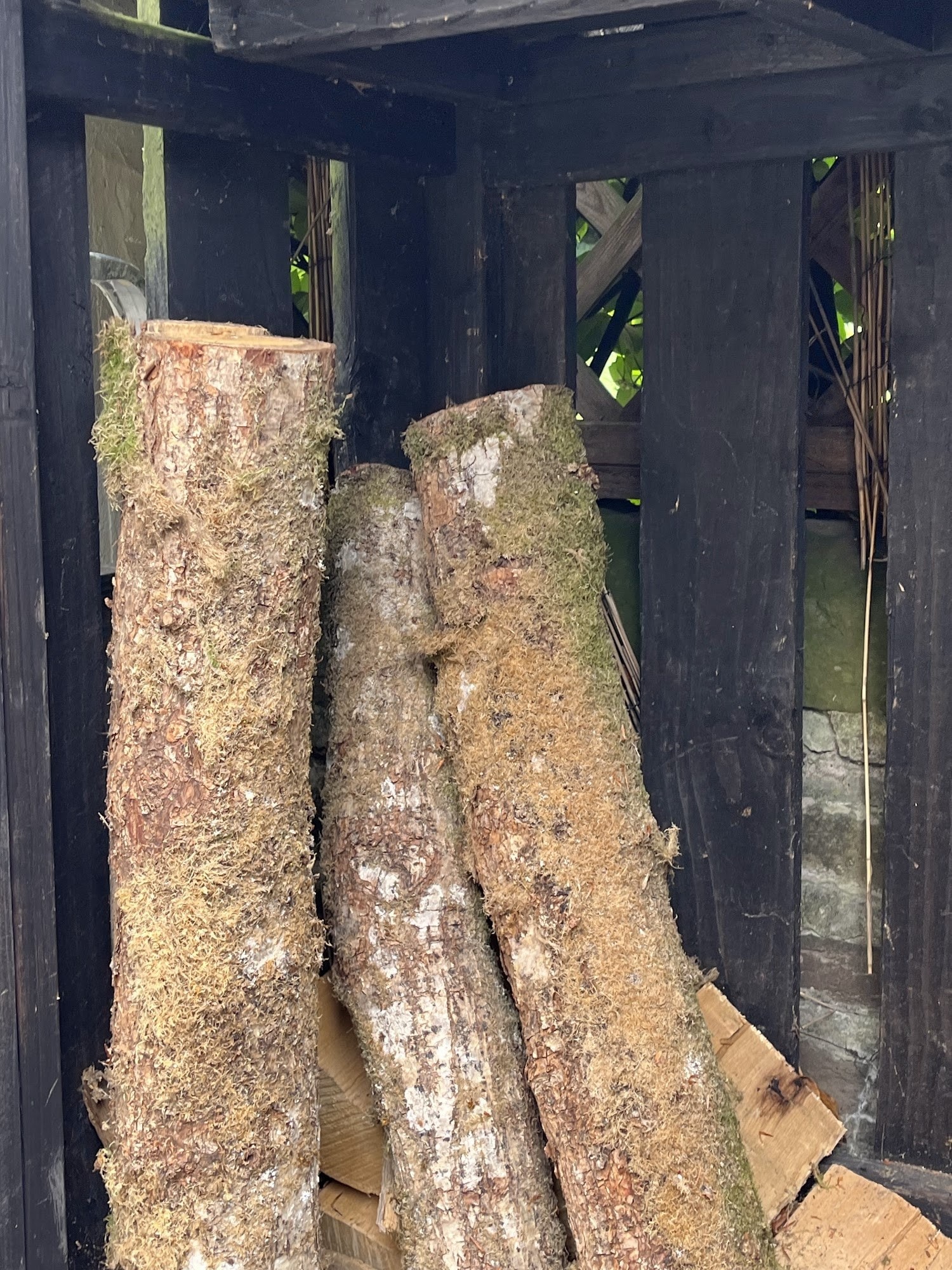 Logs stacked upright in a wooden store