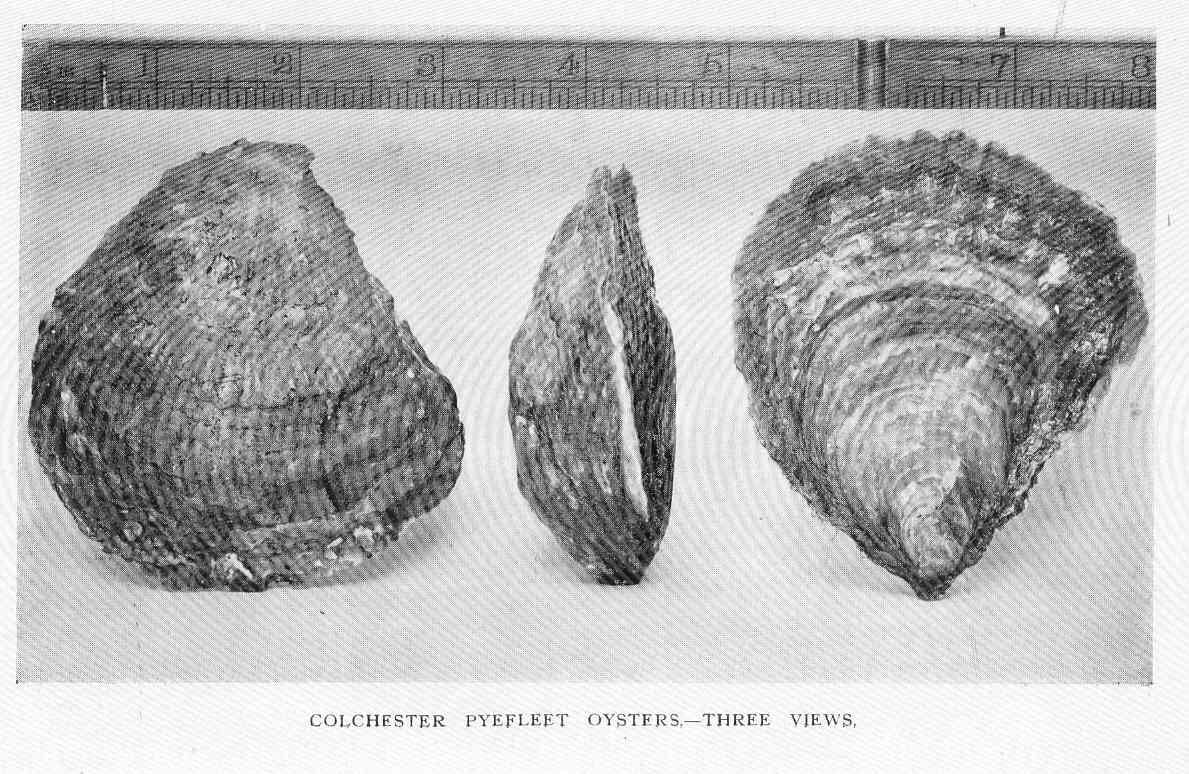 A 1916 drawing of Pyefleet oysters shown from three angles